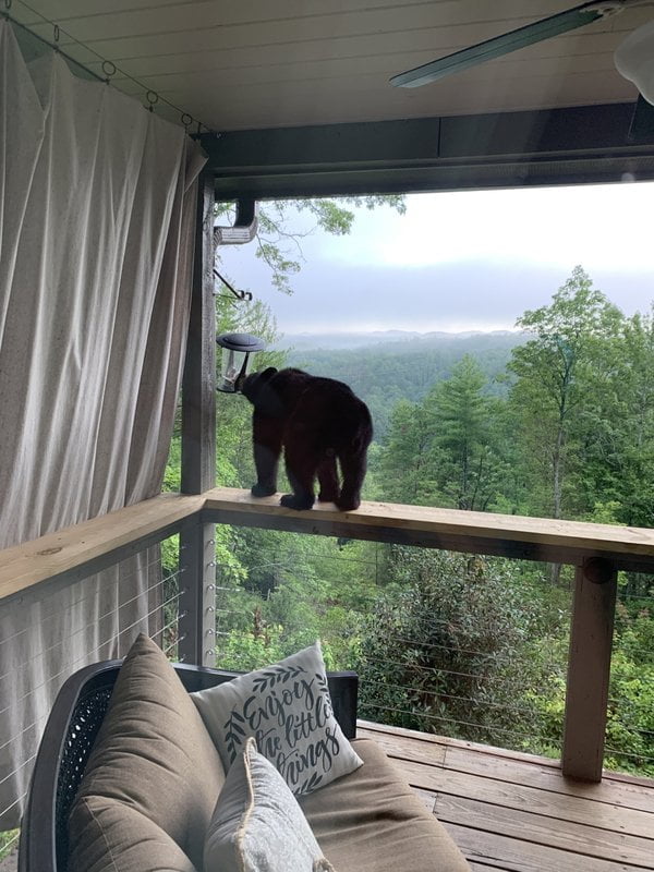 A bear cub explores the porch of Mashburn Mountain Lodge